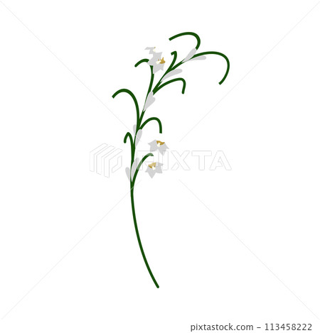 Lily Of Valley Flower Lily Of Valley Flower 113458222