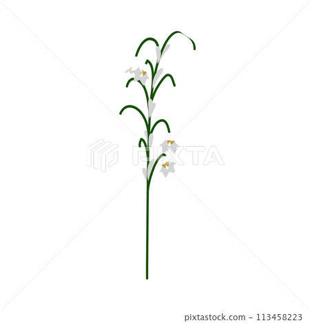 Lily Of Valley Flower Lily Of Valley Flower 113458223