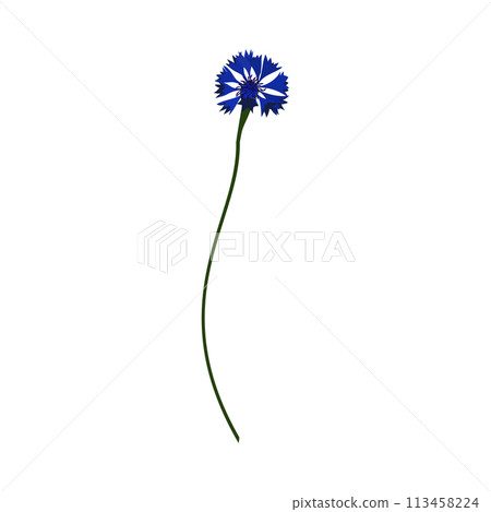 Meadow Cornflower Flower Meadow Cornflower Flower 113458224