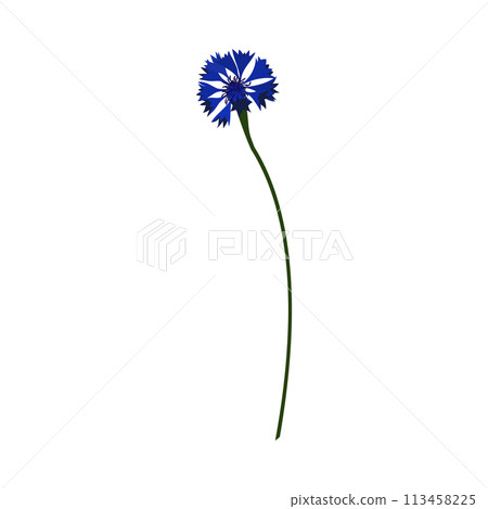 Meadow Cornflower Flower Meadow Cornflower Flower 113458225