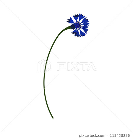 Meadow Cornflower Flower Meadow Cornflower Flower 113458226