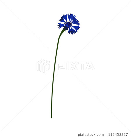 Meadow Cornflower Flower Meadow Cornflower Flower 113458227
