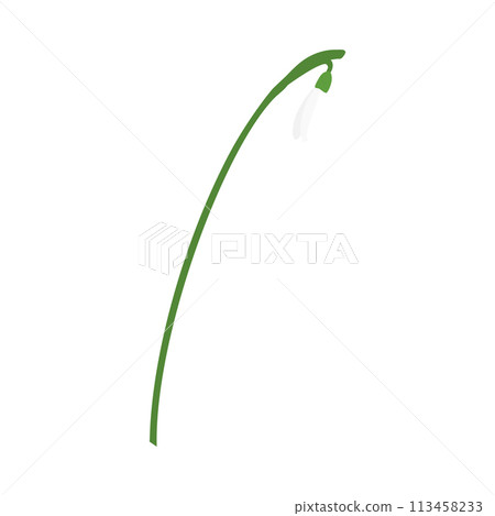 Snowdrops Flower Snowdrops Flower 113458233