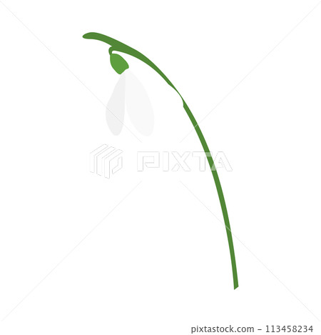 Snowdrops Flower Snowdrops Flower 113458234