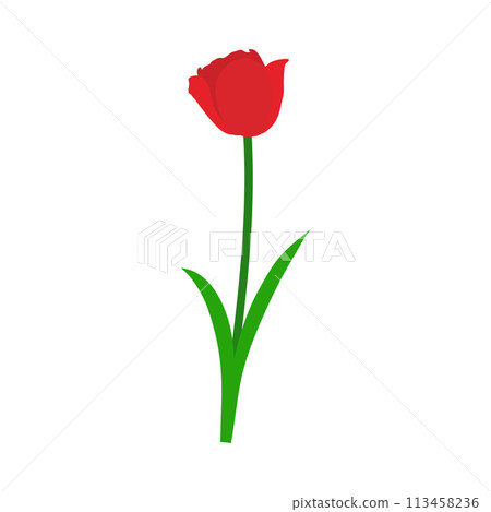 Spring Tulip Element 113458236