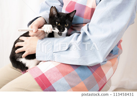 A woman's hands brushing a kitten's teeth with a toothbrush 113458431