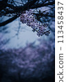 Saitobaru Night Cherry Blossoms Falling Miyazaki 113458437