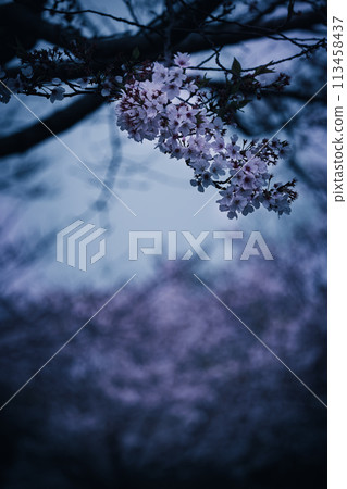 西都原夜櫻落櫻宮崎 113458437