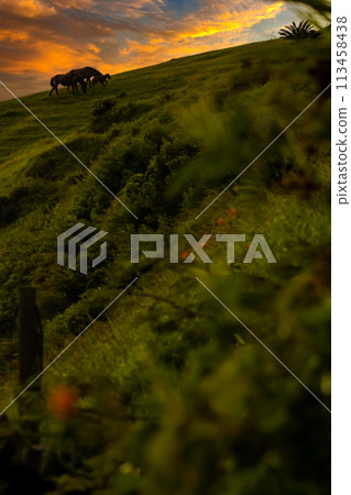 土井岬，父母與小馬，三崎馬，夜景，串島，宮崎 113458438
