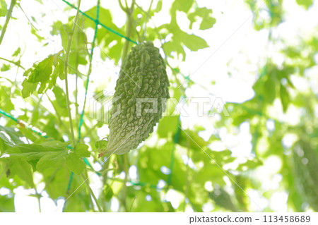 苦瓜,夏季經典蔬菜 苦瓜,夏季經典蔬菜 113458689