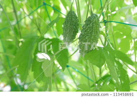 苦瓜，夏季經典蔬菜 113458691