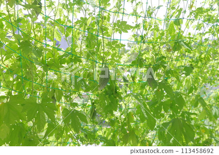 Bitter melon, a staple summer vegetable Bitter melon, a staple summer vegetable 113458692