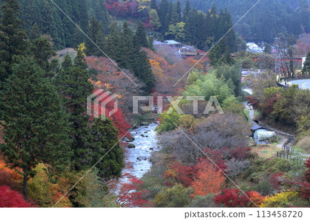 色彩斑斕的紅葉(愛知縣豐田市大平公園) 色彩斑斕的紅葉(愛知縣豐田市大平公園) 113458720