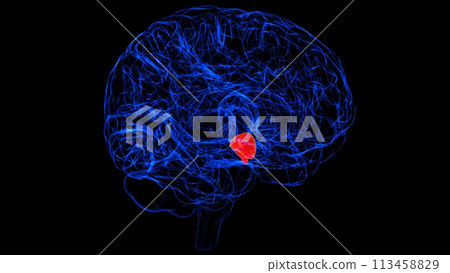 Brain Hypothalamus Anatomy For Medical Concept 3D rendering Brain Hypothalamus Anatomy For Medical Concept 3D rendering 113458829
