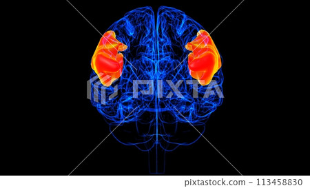 Brain inferior frontal gyrus Anatomy For Medical Concept 3D rendering Brain inferior frontal gyrus Anatomy For Medical Concept 3D rendering 113458830