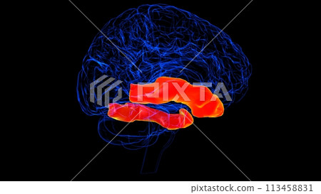 Brain inferior temporal gyrus Anatomy For Medical Concept 3D rendering 113458831