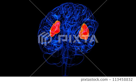 Brain insula Anatomy For Medical Concept 3D rendering Brain insula Anatomy For Medical Concept 3D rendering 113458832
