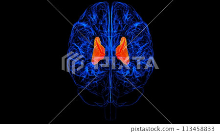 Brain internal capsule Anatomy For Medical Concept 3D rendering Brain internal capsule Anatomy For Medical Concept 3D rendering 113458833