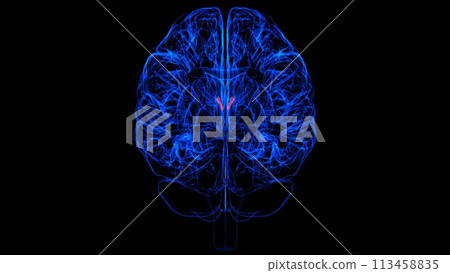 Brain Interventricular foramen Anatomy For Medical Concept 3D rendering 113458835