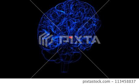 Brain Mammillary body Anatomy For Medical Concept 3D rendering Brain Mammillary body Anatomy For Medical Concept 3D rendering 113458837