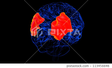Brain angular gyrus Anatomy For Medical Concept 3D rendering 113458846