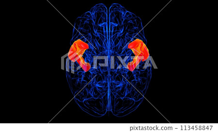 Brain Anterior part of superior temporal gyrus Anatomy For Medical Concept 3D rendering 113458847