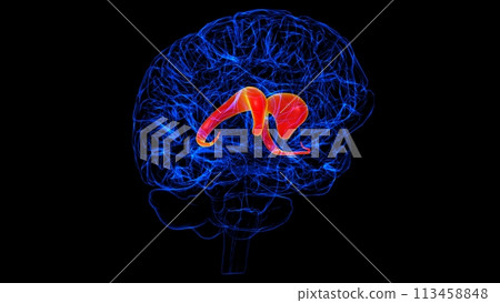 Brain caudate nucleus Anatomy For Medical Concept 3D rendering 113458848