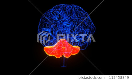 Brain Cerebellum Anatomy For Medical Concept 3D 113458849