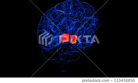 Brain Cerebral peduncle Anatomy For Medical Concept 3D rendering 113458850
