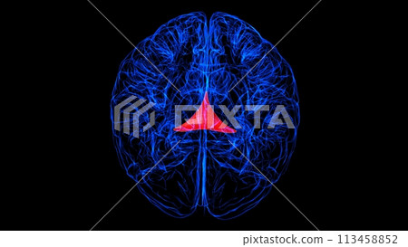 Brain Commissure fornix of forebrain Anatomy For Medical Concept 3D rendering 113458852