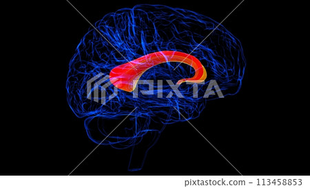 Brain Corpus callosum Anatomy For Medical Concept 3D rendering Brain Corpus callosum Anatomy For Medical Concept 3D rendering 113458853