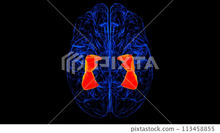 Brain fusiform Gyrus Anatomy For Medical Concept 3D rendering Brain fusiform Gyrus Anatomy For Medical Concept 3D rendering 113458855