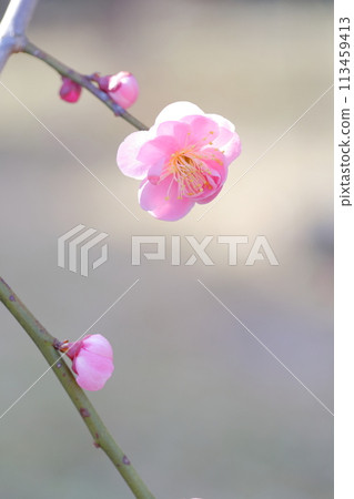 垂枝梅，美麗的粉紅色花 113459413