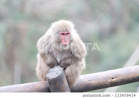 猴子盯著 113459414