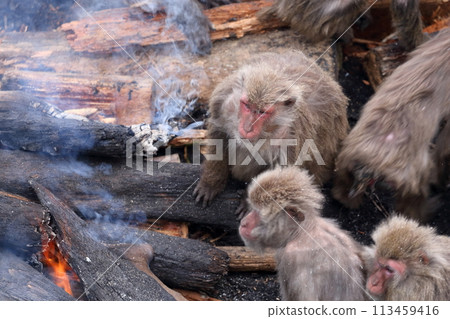 篝火旁的猴子 篝火旁的猴子 113459416