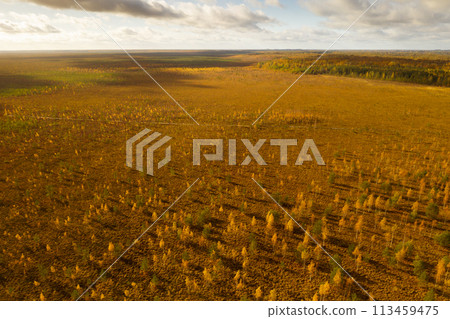 An aerial view of an autumn bog in Yelnya, Belarus, autumn. Ecosystems ecological problems climate change 113459475
