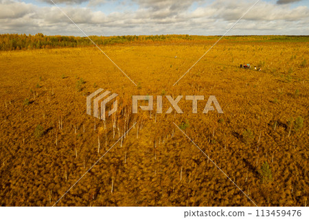 An aerial view of an autumn bog in Yelnya, Belarus, autumn. Ecosystems ecological problems climate change An aerial view of an autumn bog in Yelnya, Belarus, autumn. Ecosystems ecological problems climate change 113459476