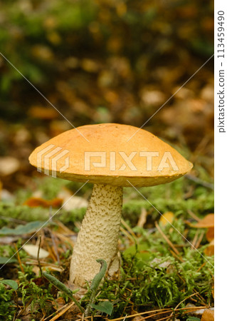A large aspen mushroom with an orange cap grows in the autumn forest. Mushrooms in the forest. Mushroom picking A large aspen mushroom with an orange cap grows in the autumn forest. Mushrooms in the forest. Mushroom picking 113459490