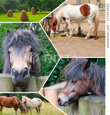 Portraits of horses in the stall and in the pasture. Collage. Portraits of horses in the stall and in the pasture. Collage. 113459588