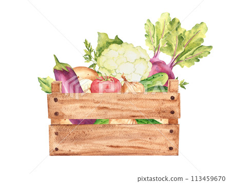 Vegetables in a wooden box. Cauliflower, cucumbers and beet. Tomato and champignon, potato and parsley plant, onion. Hand drawn botanical watercolor illustration isolated on white background. Vintage 113459670