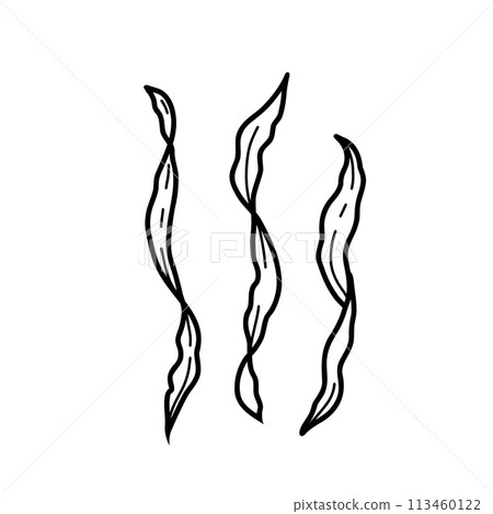 Seaweeds, laminaria algae. Underwater ocean plant vector illustration in doodle style isolated on white background. 113460122