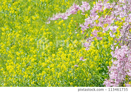 油菜花背景上的佐倉 油菜花背景上的佐倉 113461735