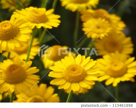 Chamomile 113461898