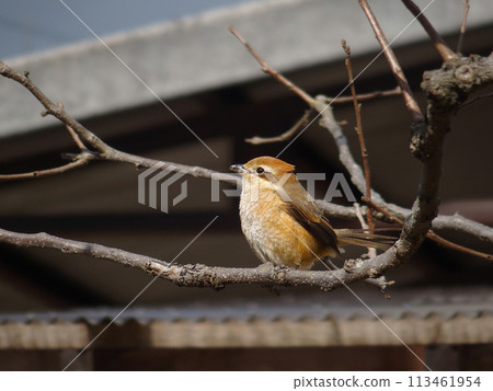 Moss perching on a tree Moss perching on a tree 113461954