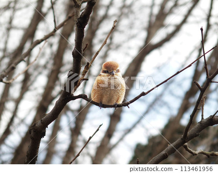 A shrike staring at me 113461956