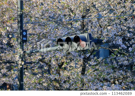 traffic lights  113462089