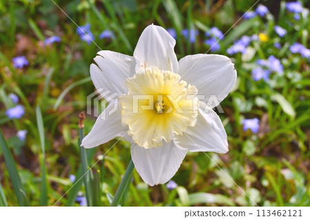 Flowers in the garden during spring. Nature background Flowers in the garden during spring. Nature background 113462121