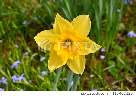 Flowers in the garden during spring. Nature background Flowers in the garden during spring. Nature background 113462126