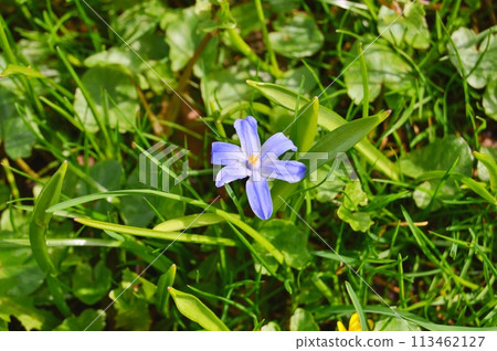 Flowers in the garden during spring. Nature background Flowers in the garden during spring. Nature background 113462127