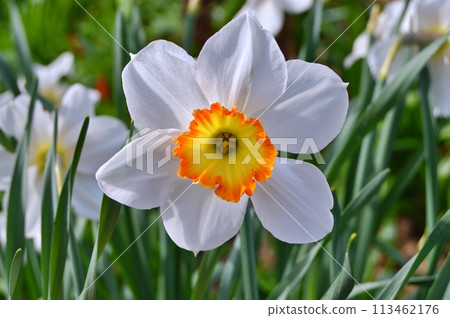 Flowers in the garden during spring. Nature background Flowers in the garden during spring. Nature background 113462176